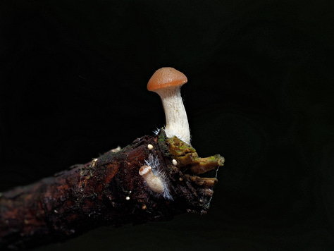 Galerina sp. / Moss Bells