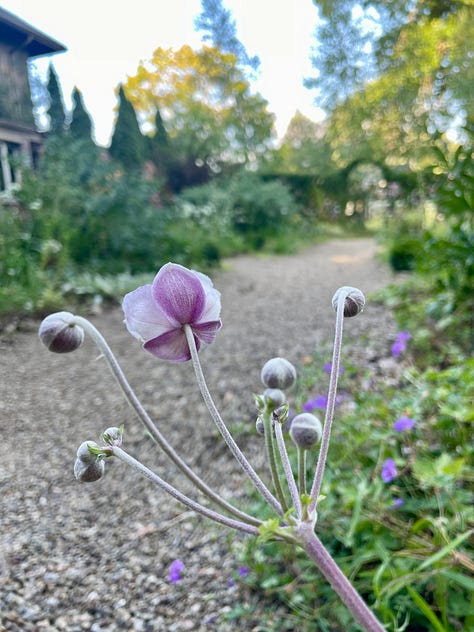 Mauve madness in the Cottage Garden: an Anemone japonica seedling that came up in the pea gravel path; Allium 'Millennium'; Geranium 'Rozanne'; Pink Penstemon; Echinacea and Phlox; Phlox 'Jeana'