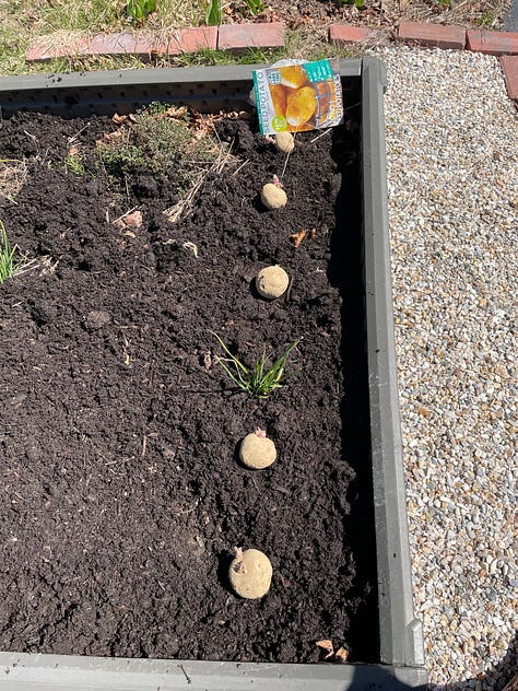 Potatoes lined in rows to be planted