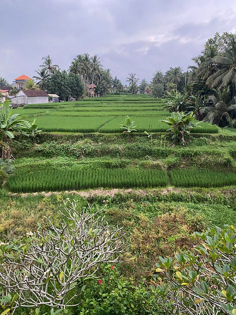 Images of pink and lilac flowers as well as a landscape of a terraced rice field.