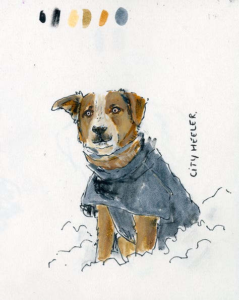 A collection of dog sketches from the daly dog drawing challenge