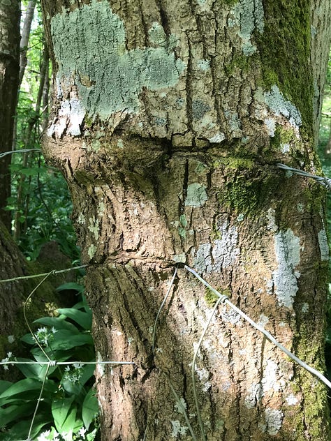 A series of close up images of trees with thick wire cutting through and into them, some with barbed pieces, evidence of the healing and growth of the tree around the wire with thickening and distortion to the bark texture and pattern.