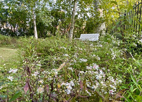 Anemone 'Honorine Jobert'; native and self-sown Calico aster just starting; Allium tuberosum in the Birch Walk curb