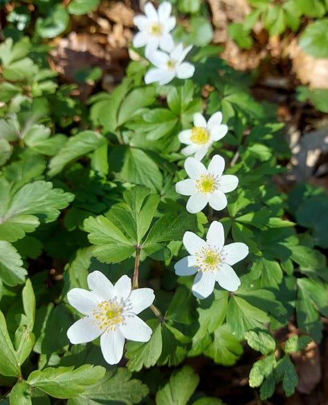 Wood anemones