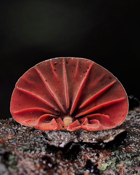 Anthracophyllum archeri / Orange Fan