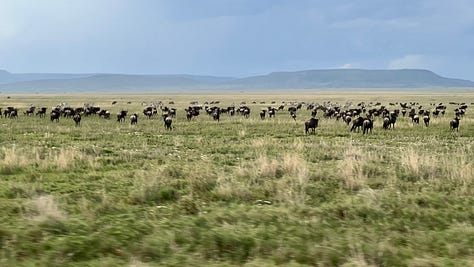 A sampling of the Safari in Tanzania. Safari shots- elephants, wildebeest, giraffe, zebras, hippos, stags, flamingos. 