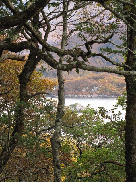 These photographs show the different colours of the leaves on the autumnal trees in the Atlantic temperate rainforest of the west of Scotland. The grey waters of the sea loch are visible in some of the photographs.