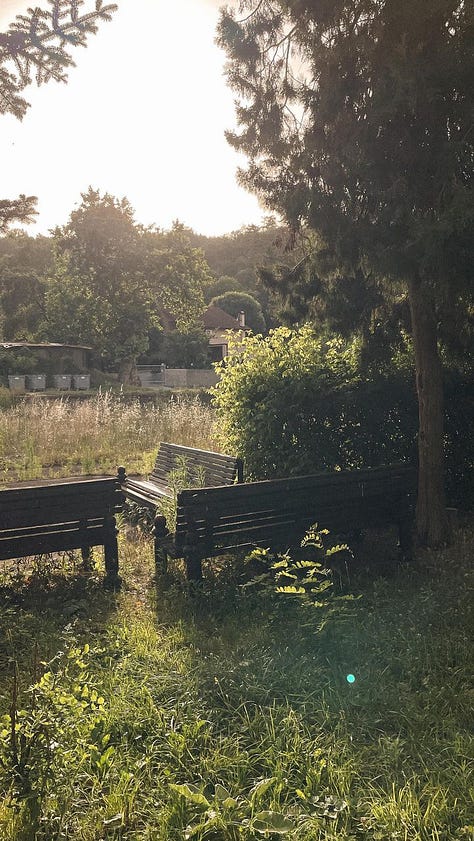 1) An off-white balcony supported by ornate pillars, 2) Benches perched among overgrowth of weeds and plant life, 3) A sunrise or sunset seen through the trees in a lush area, 4) A burning candle held up to an orange sunset, 5) A wooden sign which reads "Silence, reading room overhead" in red, capital letters, 6) Small metal sculptures of climbers, mounted onto wood panelled walls with coat & hat hooks, 7) An arched, pillared & decorated stone ceiling of a library, 8) A city sunrise reflected in a mirror.