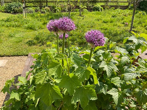 Last of the Tulips, Alliums and Conference Pear Tree