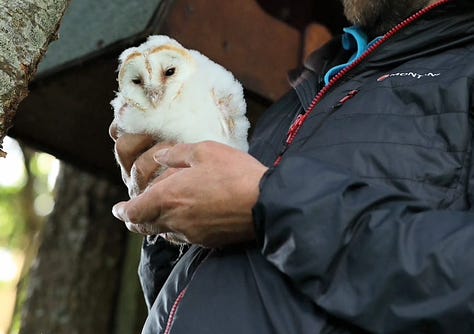 White Barn Owl chicks