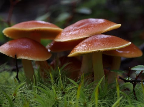 Hypholoma australianum 