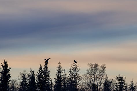 Eagles in trees