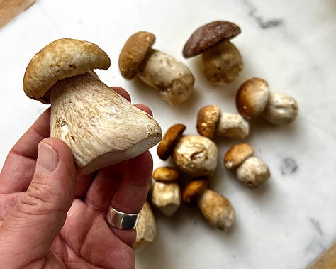 raw porcini