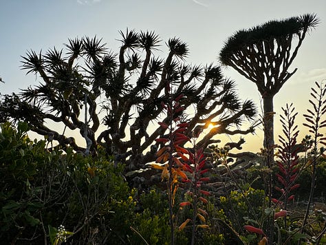 Dragon's Blood Tree