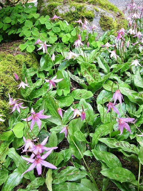 Closeup and overview series of shooting stars, pink dogtooth violet, fritallaria, primrose...perfection!