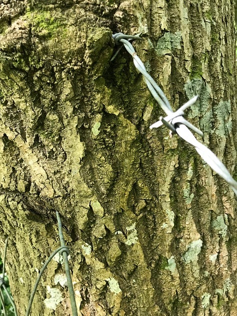 A series of close up images of trees with thick wire cutting through and into them, some with barbed pieces, evidence of the healing and growth of the tree around the wire with thickening and distortion to the bark texture and pattern.