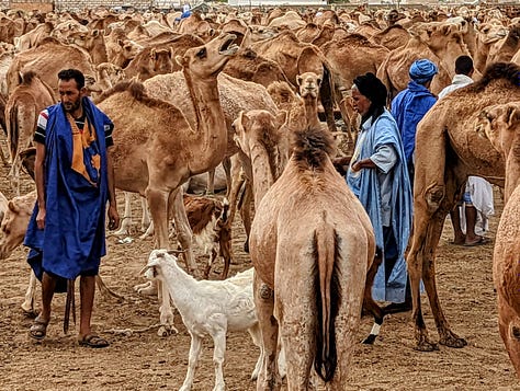 Mauritania camel market