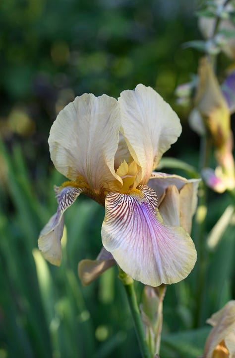 different coloured irises