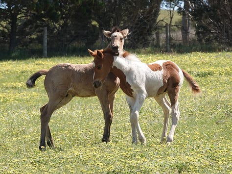 These great photos were taken by Teresa Thomson Jack. Great time-wasting watching foals.