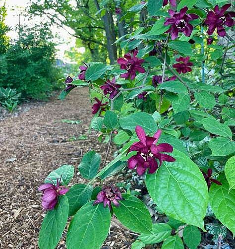 Foxgloves, various Primula, Hosta 'Drinking Gourd' and Calycanthus 'Hartledge Wine' which make up the first part of this Chip path.