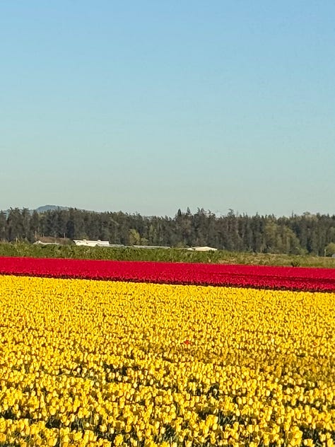 Pictures of tulips, individual flowers and long shots of rows of tulips of a variety of colours