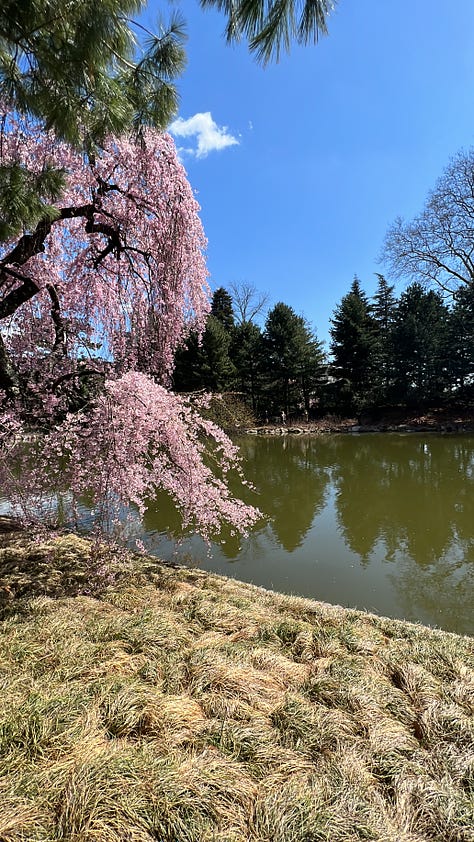 photos of cherry blossoms at the brooklyn botanic garden