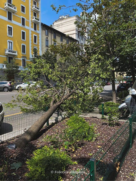 alberi caduti a Milano