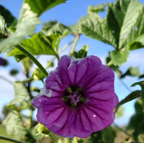Flowers spotted on today's walk: bindweed plus bee; common mallow and a twisted spear thistle