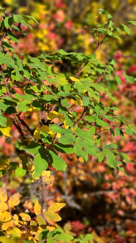 Fall foliage on the trail head to Dog Lake, Alberta