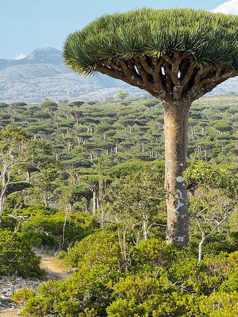 Dragon's Blood Tree