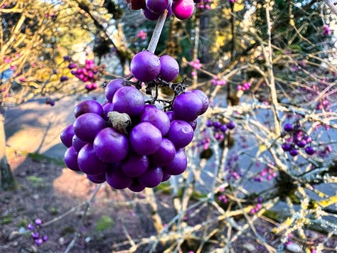 A gallery of colorful flowers, berries, and plants in every shade of the rainbow