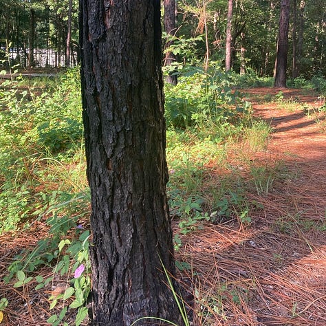 a trail into the woods through grasses; charred pine bark; closeup of a butterfly pea flower