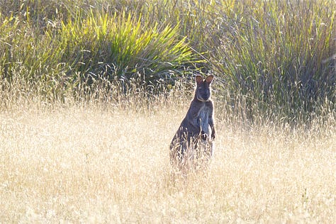 pics of a Wallaby in long grass