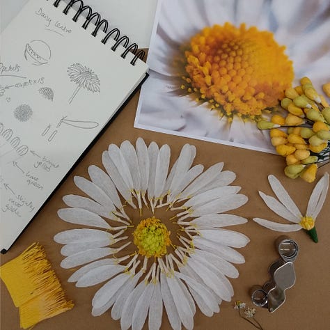 Scenes from the studio showing sketches and studies making composite flowerheads. A centre and all the parts of a daisy flower head made of paper.