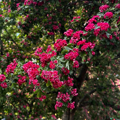hawthorn trees May 2025