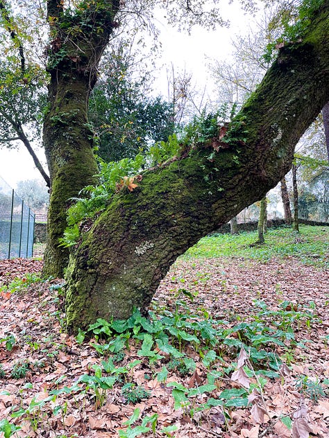 moss on trees, grass, orange trees, mushrooms, nature lovers dream