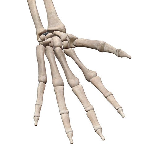 Hand and wrist bones