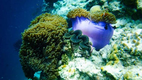 Immagini oceano