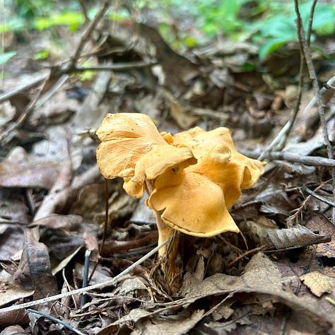 Three images depict bright yellow chanterelle mushrooms. In the first, a lone mushroom springs up from the ground. In the second, Nicole's hand holds a large, fluted chanterelle, and the third shows a trail of four mushrooms leading through the woods. 