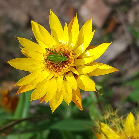 9 photos of Native Australian flowers and plants