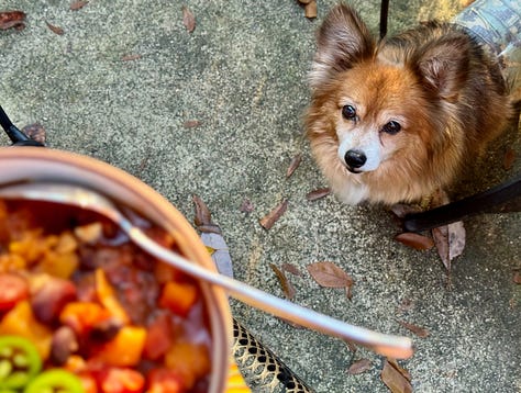 Butternut squash chili with hungry pomeranians