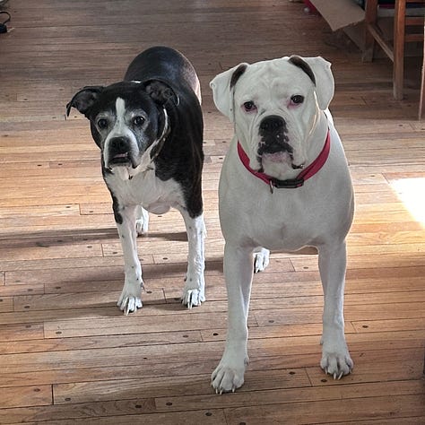 Photos of a white boxer and a black and white mini boxer dog.