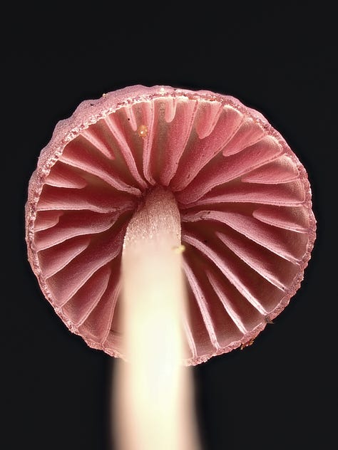 pink Mycena mushrooms