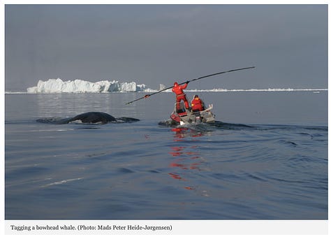 Long-Distance Relationship Revealed in the Seemingly Random Behavior of Bowhead Whales