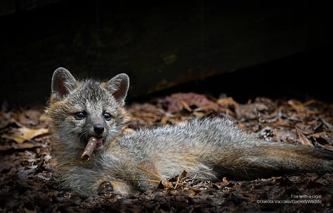 Comedy Wildlife Photography Awards 2023