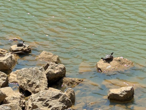 Ataturk Arboretum