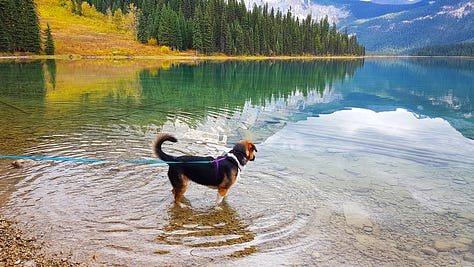 Yoho Chalets in Golden, British Columbia