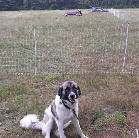 livestock guardian dog at work