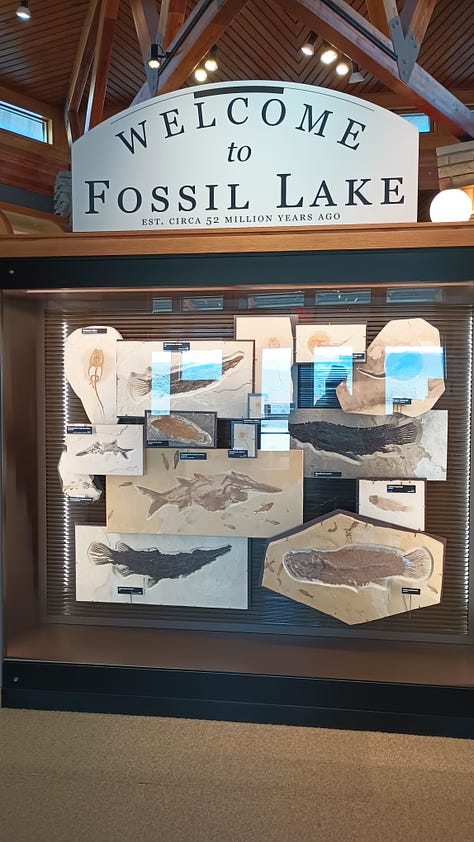 glass cases with fossils