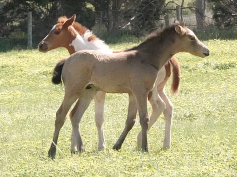 These great photos were taken by Teresa Thomson Jack. Great time-wasting watching foals.